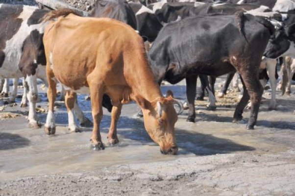 Cercetat în libertate pentru sustragerea unei bovine